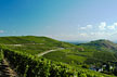 Vignoble alsacien, route des vins  - Turckeim